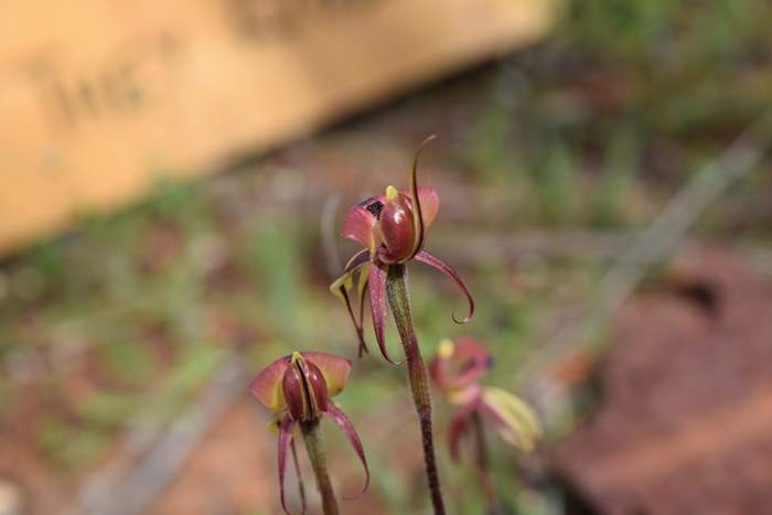 Caladenia roei - Orchid-ant-Sep-2018p0002.JPG